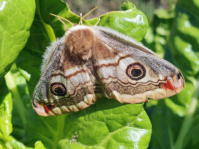 Saturnia pavoniella? S, femmina